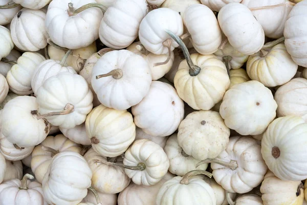 Pile of seasonal mini pumpkins at local farmers market. Exhibition and sales. Little White Baby Boo Pumpkins