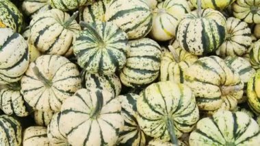 Pek çok küçük balkabağı sınıfı tatlı hamur tatlısı hasadı. Hasat. Tarım tarım tarımı. Sergi ve satışlar.