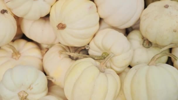 Muitas Mini Abóboras Brancas Tipo Grau Casperita Colheita Agricultura Agronomia — Vídeo de Stock