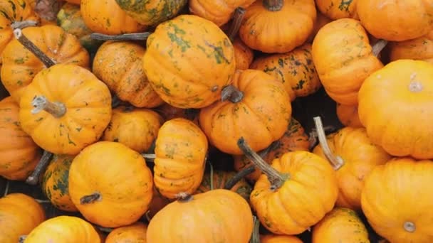Många Mini Apelsinpumpor Mandarin Skördar Jordbruk Agronomi Utställning Och Försäljning — Stockvideo