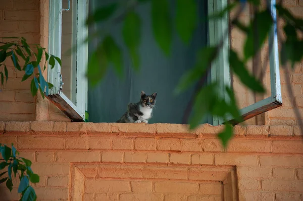 The cat looks out of the window on a summer or spring day. — Zdjęcie stockowe