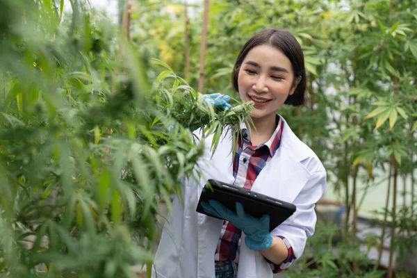 Scientist Check Cannabis Marijuana Hemp Leaf Greenhouse Weed Herbal Alternative — Stock Photo, Image