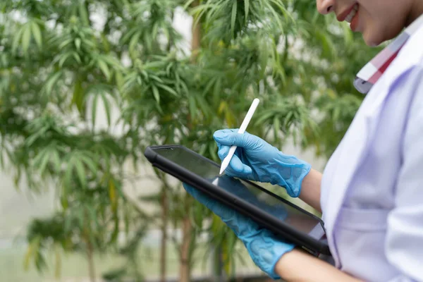 Scientist Check Cannabis Marijuana Hemp Leaf Greenhouse Weed Herbal Alternative — Stock Photo, Image