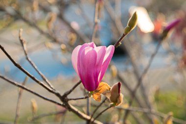 Bahar zamanı manolya çiçeği