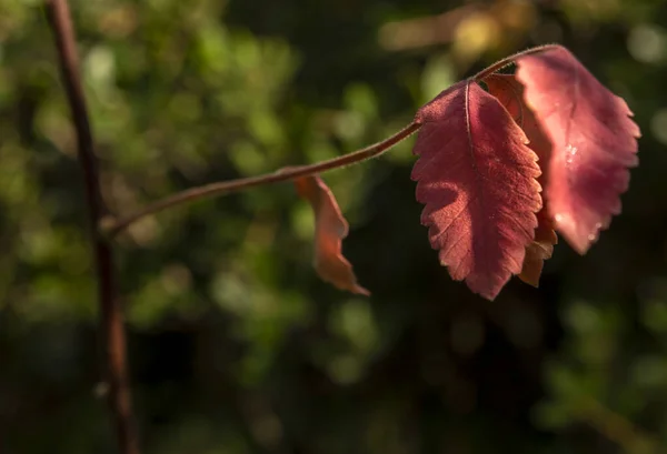 Cores Maravilhosas Outono Natureza — Fotografia de Stock