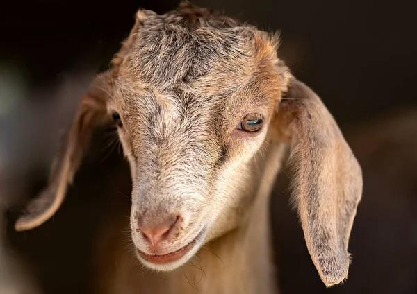 Oğlak yeni sahibinin almasını bekliyor.
