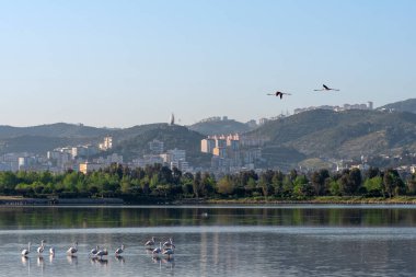 Yılın büyük bölümünde İzmir şehir ormanlarında bulunan flamingolar, suyun altında yiyecek arıyorlar..