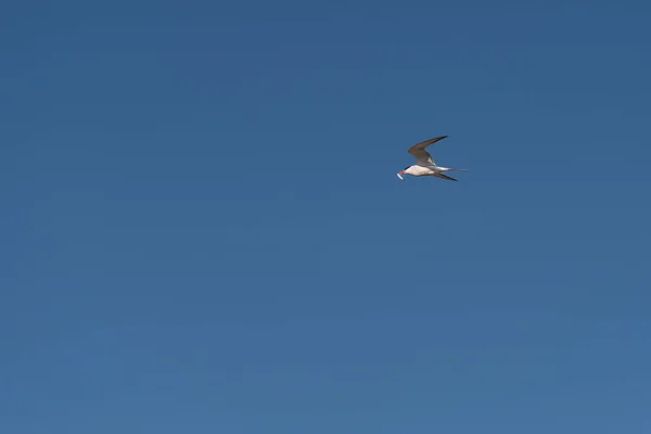 Tern Sea Tern Living Izmir City Forest Constantly Hunting Fish — стоковое фото