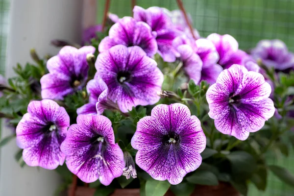 Petunias Diferentes Colores Adornando Balcones Jardines — Foto de Stock