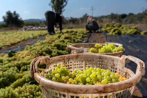 Zbieranie Układanie Winogron Produkcji Rodzynek — Zdjęcie stockowe