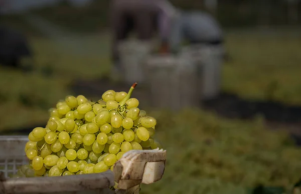 Zbieranie Układanie Winogron Produkcji Rodzynek — Zdjęcie stockowe