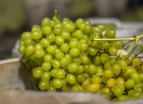 Grape Picking Laying Process Making Raisins — Stockfoto