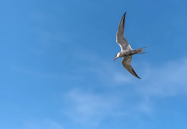 Tern Sea Tern Living Izmir City Forest Constantly Hunting Fish — стокове фото