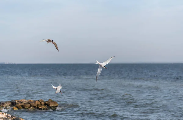 Rybitwa Żyjąca Lesie Miejskim Izmir Nieustannie Poluje Ryby Aby Nakarmić — Zdjęcie stockowe