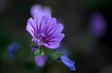 İzmir Şehir Ormanı şehrin akciğerleri gibidir. İlkbaharda ağaçlarda açan çiçekler, lagündeki flamingolar ve diğer kuşlar büyüleyici bir zevk sunuyorlar..