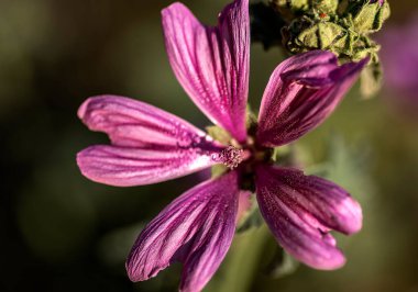 İzmir Şehir Ormanı şehrin akciğerleri gibidir. İlkbaharda ağaçlarda açan çiçekler, lagündeki flamingolar ve diğer kuşlar büyüleyici bir zevk sunuyorlar..