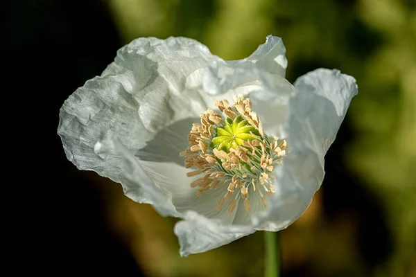 Papaver Somniferum Papoila Uma Das Plantas Medicinais Importantes Gênero Papaver — Fotografia de Stock