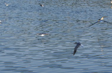 İzmir şehir ormanlarında yaşayan deniz feneri hem midesini doyurmak hem de yuvasına yiyecek götürmek için sürekli balık avlıyor..