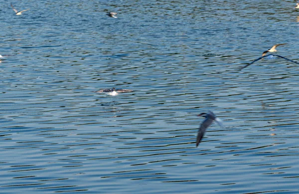 İzmir şehir ormanlarında yaşayan deniz feneri hem midesini doyurmak hem de yuvasına yiyecek götürmek için sürekli balık avlıyor..
