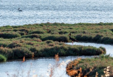 İzmir Şehir Ormanı kentin akciğerleri gibidir. Pek çok kuş, pelikan ve kara leyleğin yuvası bunlardan bazılarıdır.