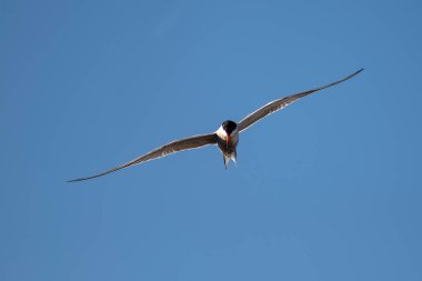 İzmir Şehir Ormanı şehrin içindeki akciğerler gibidir. Burada deniz kırlangıçları sürekli bir koşuşturmaca içinde yiyecek arar..