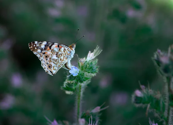 Izmir City Forest is like the lungs of the city in the city,thistle butterfly resting on a flower