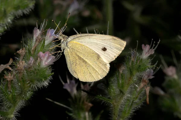 Izmir City Forest is like the lungs of the city in the city.Cabbage white  butterfly resting on a flower