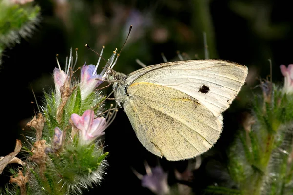 Izmir City Forest is like the lungs of the city in the city.Cabbage white  butterfly resting on a flower