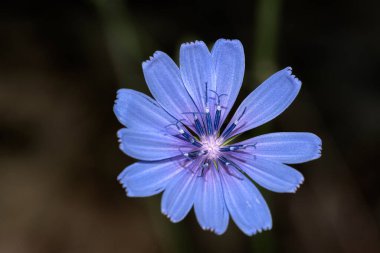 Lactuca, Asteraceae familyasından çiçek açan bir bitki cinsidir. Bu cinste en az 50 tür bulunur.,