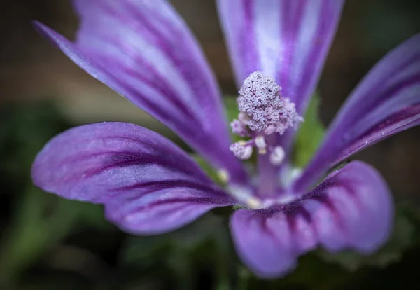 Malva Genus Herbaceous Annual Biennial Perennial Plants Malvaceae Family One — Stock Photo, Image