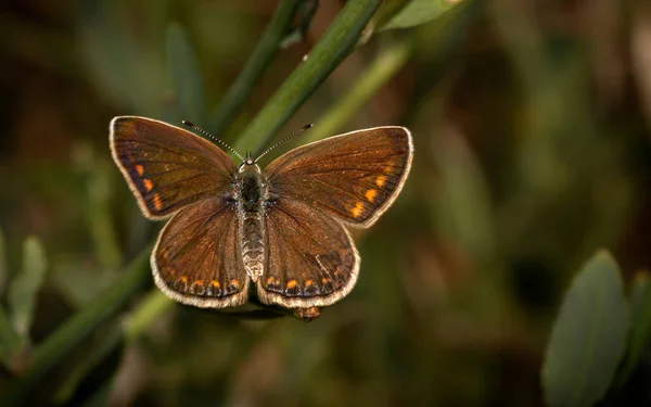 Brown Argus Small Butterfly Wing Throughout Summer — Stock Photo, Image