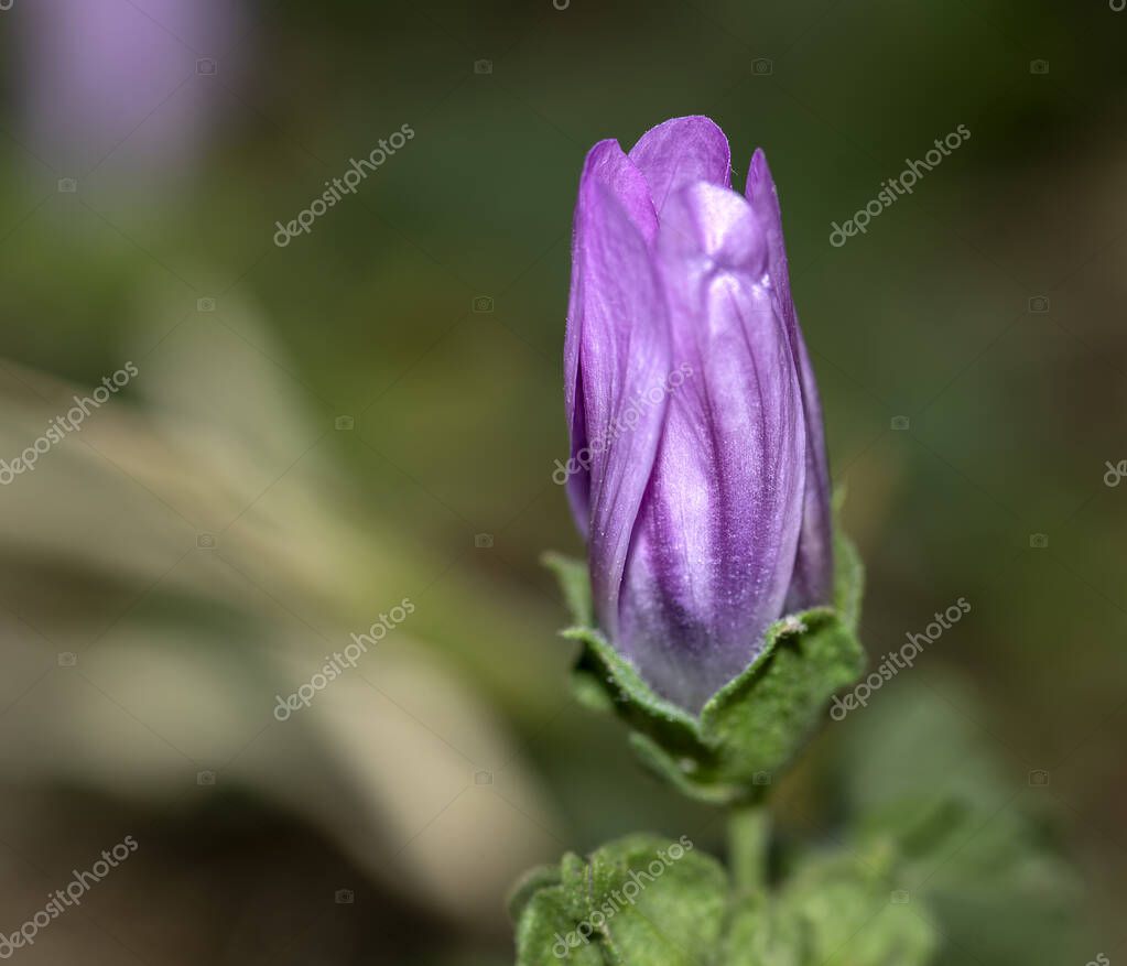 Malva es un género de plantas herbáceas perteneciente a la familia