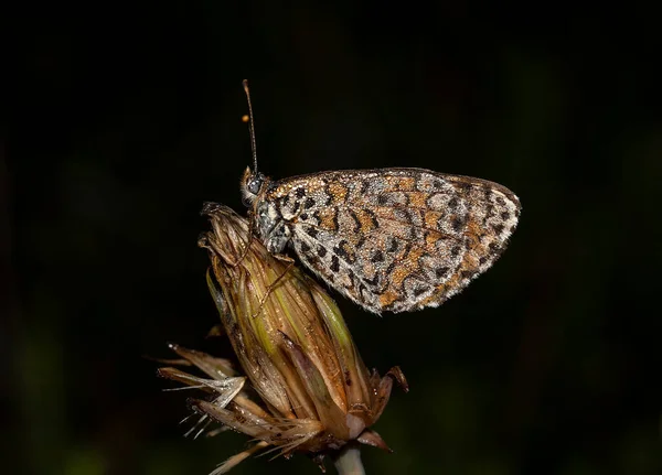 Temprano Mañana Las Mariposas Cubiertas Rocío Esperan Que Salga Sol — Foto de Stock