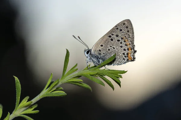 Νωρίς Πρωί Πεταλούδες Που Καλύπτονται Από Δροσιά Περιμένουν Βγει Ήλιος — Φωτογραφία Αρχείου