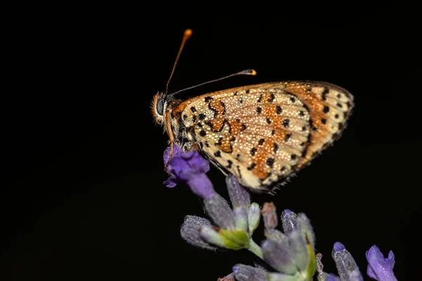 Brzy Ráno Rosou Pokrytí Motýli Čekají Vyjde Slunce Osuší Aby — Stock fotografie