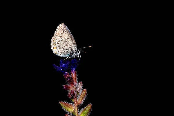 Temprano Mañana Las Mariposas Cubiertas Rocío Esperan Que Salga Sol —  Fotos de Stock