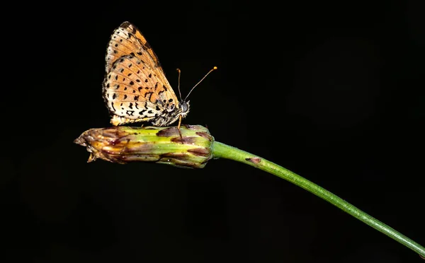 Brzy Ráno Rosou Pokrytí Motýli Čekají Vyjde Slunce Osuší Aby — Stock fotografie