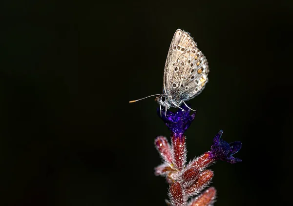 Brzy Ráno Rosou Pokrytí Motýli Čekají Vyjde Slunce Osuší Aby — Stock fotografie