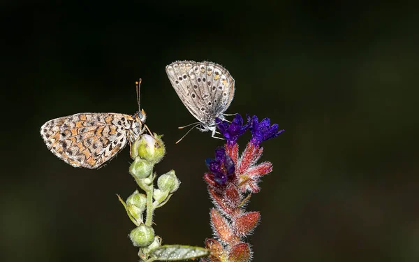 Tidigt Morgonen Väntar Daggtäckta Fjärilar Att Solen Ska Komma Och — Stockfoto