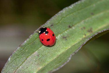 Sabahın erken saatlerinde, çiğ kaplı kelebekler güneşin doğup onları kurutmasını beklerler..