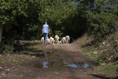 Shepherd koyun sürüsünün peşinden gidiyor.