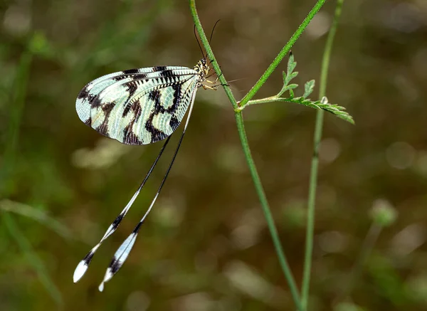 Temprano Mañana Las Mariposas Cubiertas Rocío Esperan Que Salga Sol —  Fotos de Stock