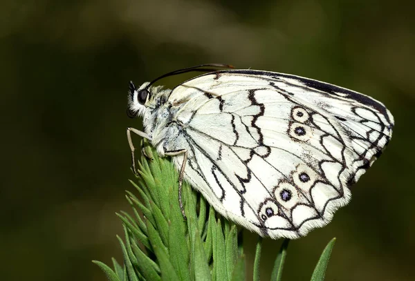 Temprano Mañana Las Mariposas Cubiertas Rocío Esperan Que Salga Sol —  Fotos de Stock