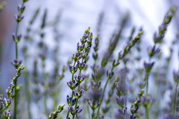 closeup shot of lavender in lavender field in front of white background