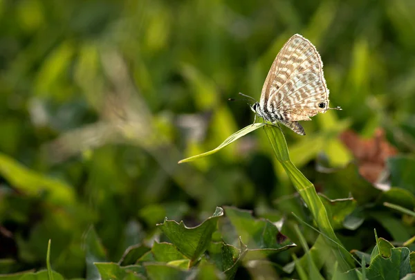Μακριά Ουρά Μπλε Πεταλούδα Στηρίζεται Στο Πράσινο Γρασίδι — Φωτογραφία Αρχείου