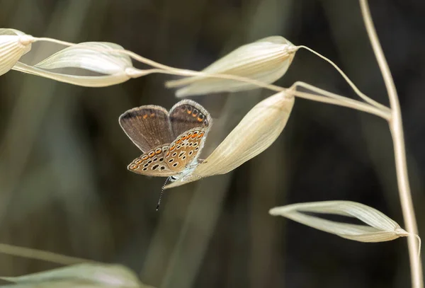 Multi Eyed Brunette Butterflywaiting Get Its Morning Energy — 스톡 사진