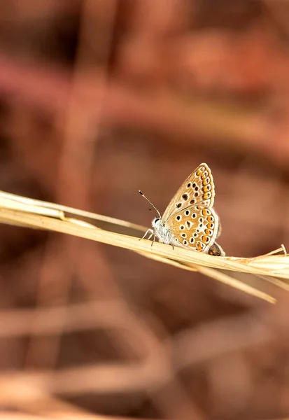 Multi Eyed Brunette Butterflywaiting Get Its Morning Energy — Stockfoto