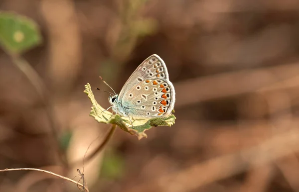 Multi Eyed Brunette Butterflywaiting Get Its Morning Energy —  Fotos de Stock