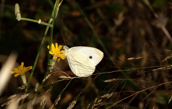 Λευκή Πεταλούδα Άγγελος Περιμένει Λάβει Την Πρωινή Της Ενέργεια — Φωτογραφία Αρχείου