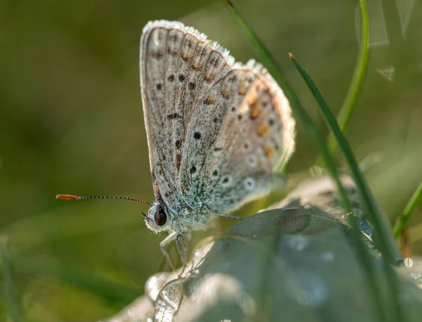 Modrý Motýl Stojící Zeleném Listu Izmiru — Stock fotografie